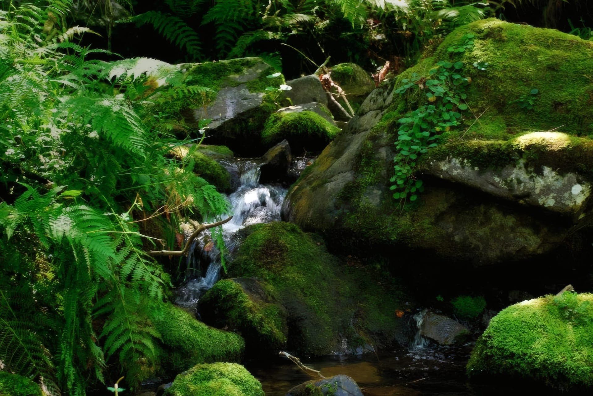 Woods and streams of the Sierra de la Demanda