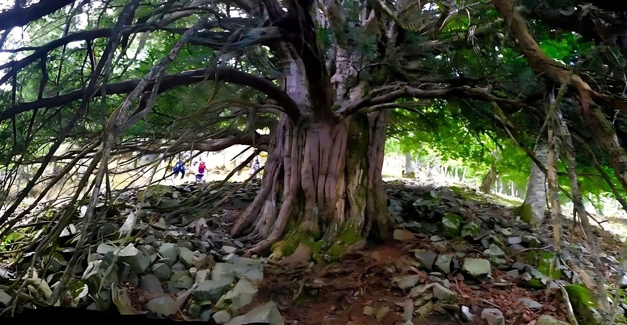 The thousand-year-old yew in the Sierra de la Demanda